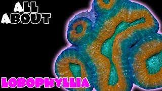 All About The Lobophyllia [upl. by Arakahs723]