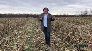 Interseeding Cover Crops into Corn [upl. by Enelec]