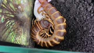 Scolopendra gigantea orange brown form feeding mouse [upl. by Naus]