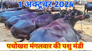 1 अक्टूबर 2024  पचोखरा मंगलवार पशु मंडी  pachokhara pashu mandi  pashu mandi  Buffalo Market [upl. by Conrad]