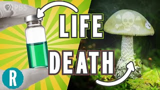 The World’s Deadliest Mushroom May Finally Have an Antidote [upl. by Esened]