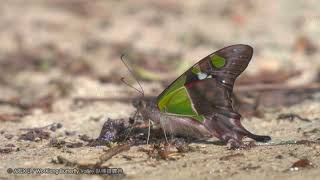 Graphium weiskei 玫瑰青鳳蝶 [upl. by Nagn]