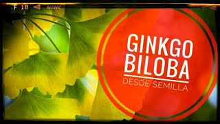 Vlog  Capítulo 👉🏼74  Ginkgo Biloba desde semilla [upl. by Lhary944]