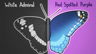 How two butterflies became one [upl. by Brodeur]