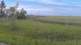 Car hawking Video 6 Sharp shinned hawk Falconry [upl. by Awra]