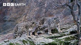 Capturing The Rare Snow Leopard On Camera  BBC Earth [upl. by Kcirdle]