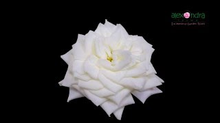 Alabaster Garden Rose Timelapse [upl. by Udela9]