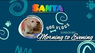 SANTA morning to evening vlog labrador dog Santathecutelab vlog doglife subscribe [upl. by Leizar]