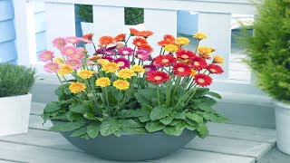 How To Grow and Care Potted Gerbera Daisies Indoors  Growing Houseplant [upl. by Richelle]