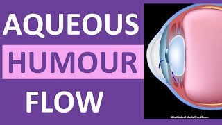 Aqueous Humour Eye Circulation Flow Animation OpenAngle vs ClosedAngle Glaucoma [upl. by Walls]