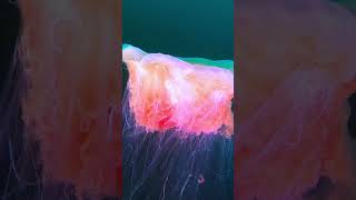 Lions mane jellyfish in Norway coldwaterdiving [upl. by Yngiram]