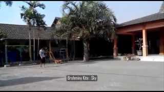 Brahminy Kite Training FTTF Part I Elang Bondol  Sky [upl. by Omor]