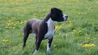 American Staffordshire Terrier Sanji Deutschland [upl. by Eelnyl]