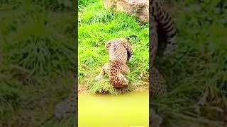 Jaguar Vs Tiger Fight Karibu Tanzania subscribe tiger fighting zanzibar [upl. by Vassili]