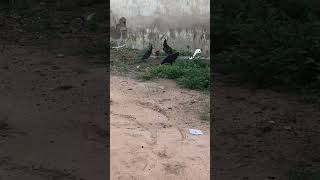 Free Chicken pecking subscribe animals [upl. by Swinton]