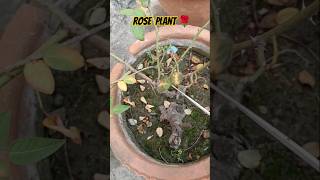 Rose plant care tips gardeningdiaryrosetips gardening rosecaring subscribe youtubeshort rose [upl. by Nitsirhc]