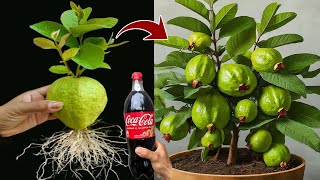 New Techniques To Propagating Guava Tree From Guava Fruit Using CocaCola  Growing Guava [upl. by Vandervelde]