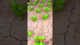 🔥 Laser Weed Killer 🌱facts shorts [upl. by Haveman]