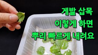 겨울에 게발 선인장 잎꽂이 뿌리 내리기 어려운가요 빠르게 뿌리 내리는 방법 Zygocactus truncatus [upl. by Mmada]