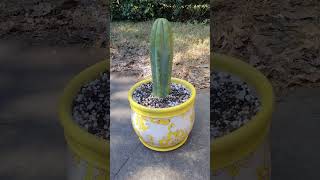 Robbin The Hood Trichocereus Pachanoi cactus [upl. by Eadahc]