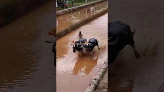 Kambala today trending race village [upl. by Esele]