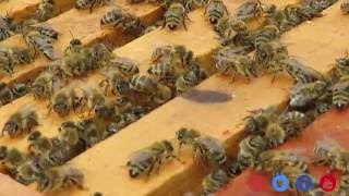 Doku über Bienenkönigin Drohn Eier Arbeiterin Blüenpollen Propolis [upl. by Aldora]