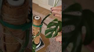 How to propagate a Monstera Mini plantpropagation plant monstera propagating propagate minima [upl. by Eanom74]