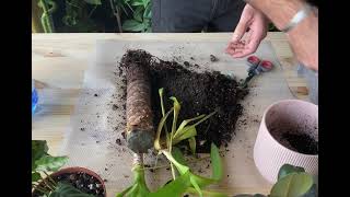 Yucca How to care what are the benefits How to repot amp the best Yucca potting or soil mix [upl. by Lleynad]