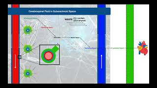 The Glymphatic System EXPLAINED  Review of CSF Flow [upl. by Hagar]