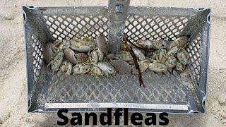 HOW To Catch SAND FLEAS For Beginners [upl. by Eniarrol]