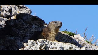 La petite Marmotte des montagnes du Vercors France [upl. by Osnofedli]