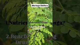 Moringa Oleiferahealthyfood nutritionfacts dietitian food dietetics healthy [upl. by Eanyl]