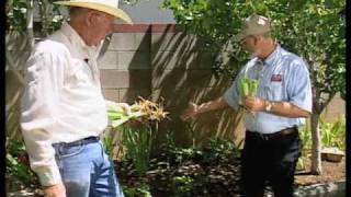 How To Divide And RePlant Irises [upl. by Claude]