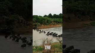 The Great Wildebeest Migration shorts [upl. by Eenolem]