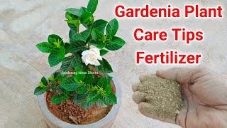 Gardenia Plant Care Tips Fertilizer To Get Flowering [upl. by Dust937]