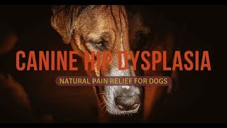 Canine Hip Dysplasia  Dogs with Hip Dysplasia  Hip Dysplasia Treatment [upl. by Ennaul]