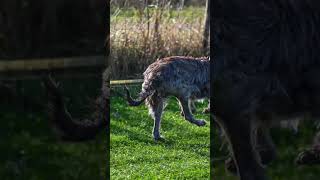 Deerhound Slow Mo Running  Rob Cuss Photography [upl. by Claude]