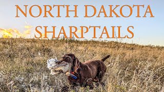 Sharptail Hunting Vol 1  2024  North Dakota [upl. by Cock900]