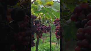 MSR Grapes Garden Cumbum grape garden cumbumtamilnadu trending [upl. by Brocklin]