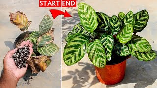 SEE How To SAVE a Dying Calathea Plant 100 Success [upl. by Jenine202]