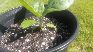 A tip for getting your nicotiana rustica to grow quicker as a seedling read description [upl. by Kcirdorb283]