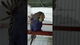 English japanese hagoromo helicopter birds parrot trendingshorts love highlights budgies [upl. by Esertak326]