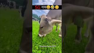 Trending viral video tikeshwar Yadav 9508cows comedy masti tikeshwar yadav 9508 viralreels [upl. by Sialac156]