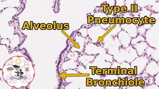 Lung Respiratory Histology  Take a Deep Breath Itll Be Okay [upl. by Valer345]