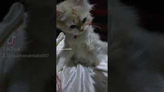 كمان مش عاجبها shorts short shortvideo cat cats [upl. by Mcarthur752]