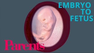 Embryo to Fetus Weeks 912 of Pregnancy  Parents [upl. by Quent]