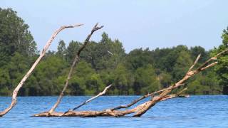 Belted Kingfisher Dive [upl. by Greenfield]