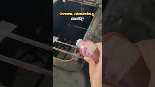 Gram stainingmicrobiology🦠🧫🔬collegestudentsmicrobiologymbbsmedicoshortsshortsfeedshortvideo [upl. by Chauncey893]