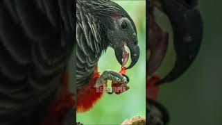 Dracula Parrot birds shortvideo parrot [upl. by Khorma]