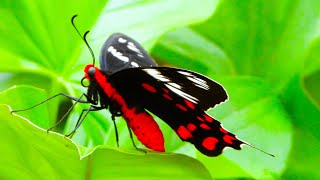 A polytypic species with multiple subspecies in India  Common Mormon Butterfly [upl. by Attesor684]